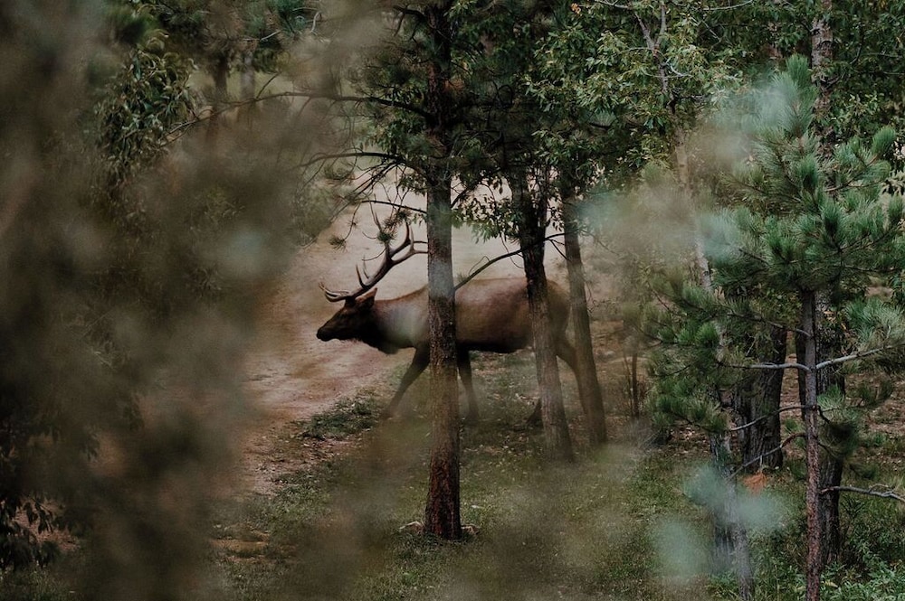 The Landing at Estes Park - photo 110