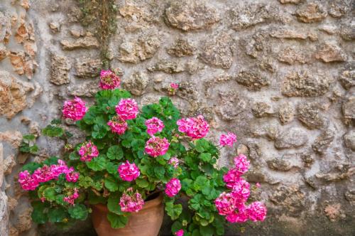 Ideal Property Mallorca Son Paulo — Buger — photo 4