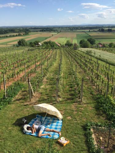 Vineyard Living in Moravske Toplice, Slovenia