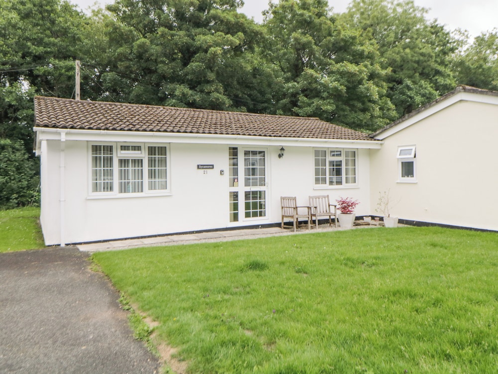Sycamores in Liskeard, United Kingdom
