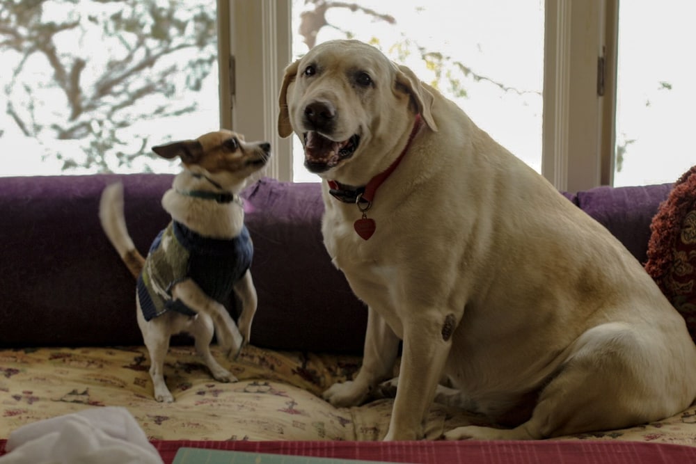 Admiral Peary Inn Bed & Breakfast - photo 30