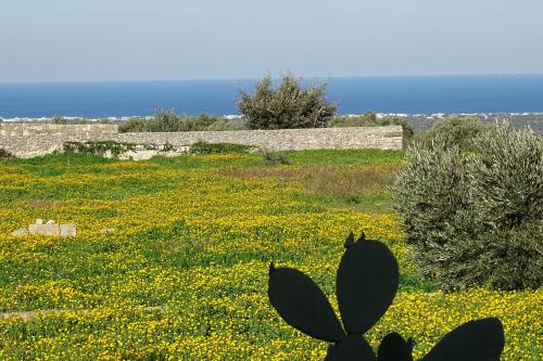 L’antico orto — Ostuni — photo 4