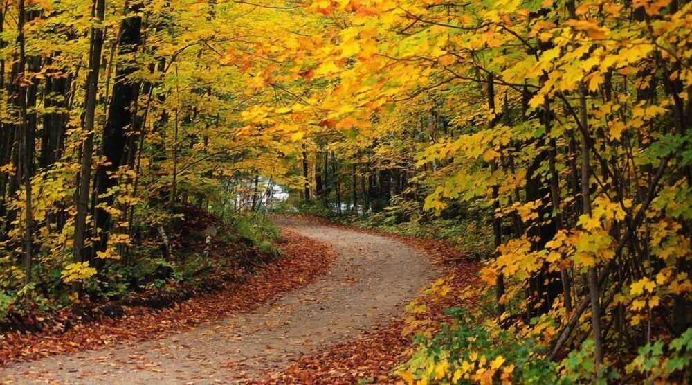 Grand Ely Lodge Resort & Conference Center - photo 40
