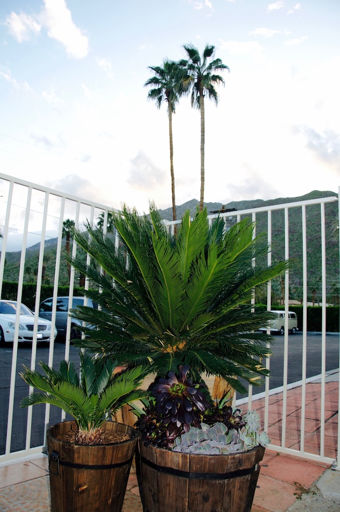 Delos Reyes Palm Springs - photo 41