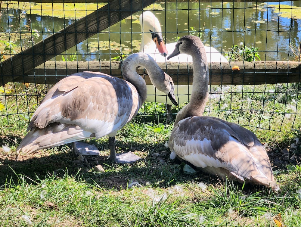 ext Stay the Design Apt Sanctuary of the Swan Wellness Hotel Swan Rescue — hotel in Birdsboro