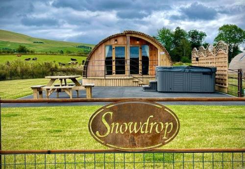 Snowdrop in Rhayader, United Kingdom