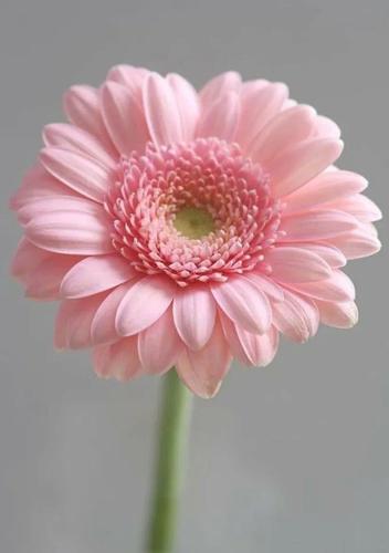 Batumi Apartment Gerbera