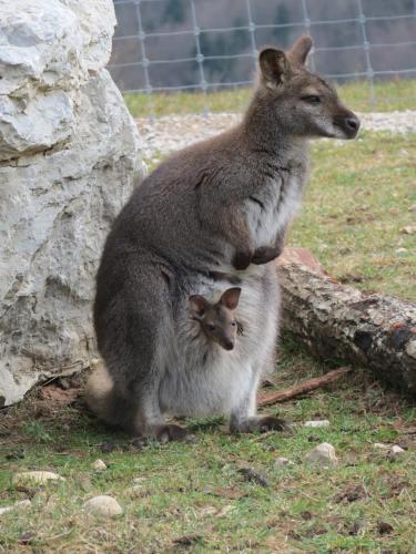 Parc animalier du Hérisson - last minute hotel in Lyon