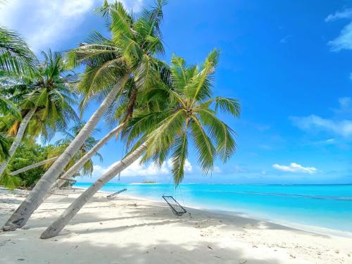 Aquatic Mathiveri in Unknown City, Maldives