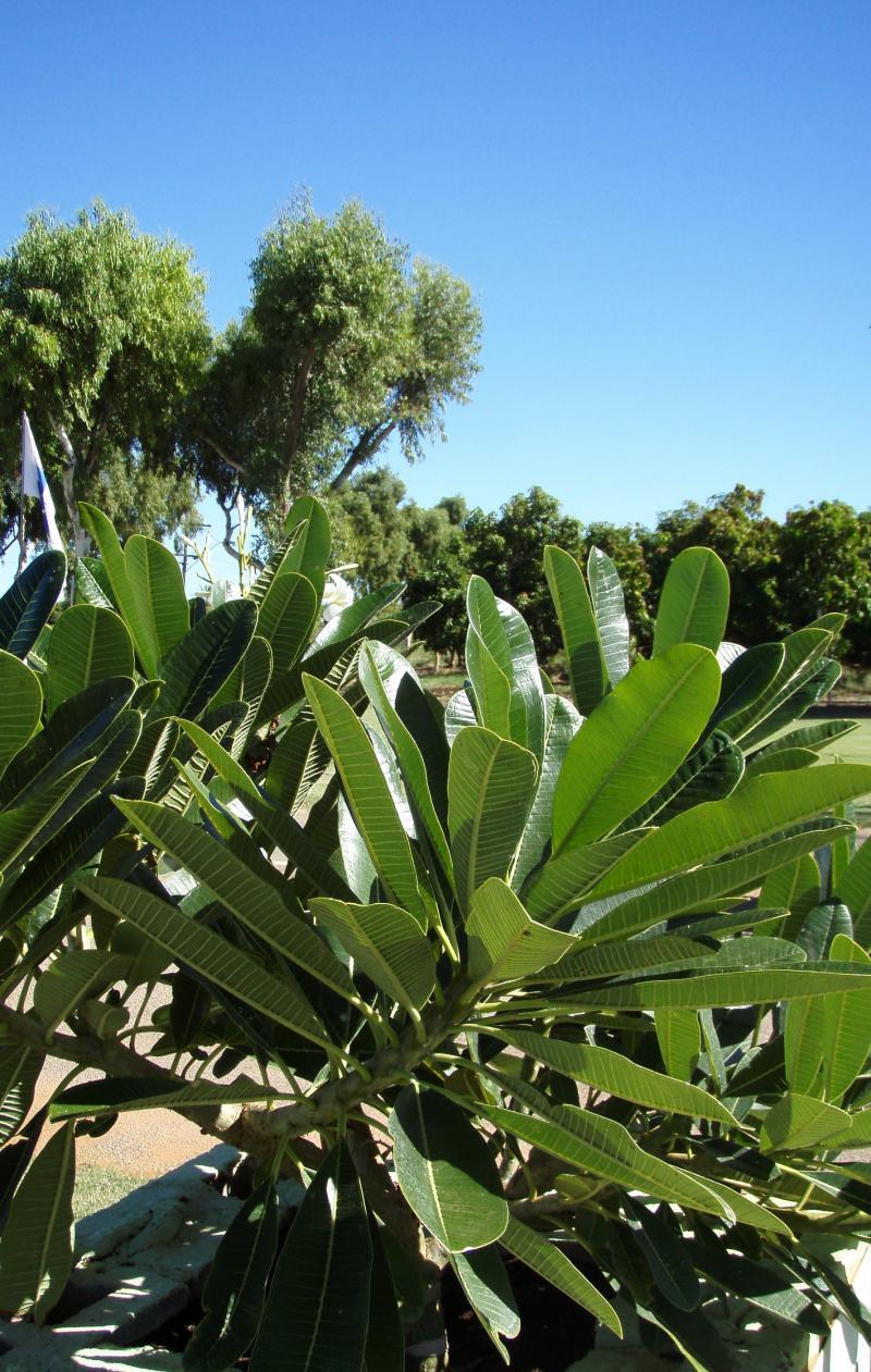 Big4 Plantation Caravan Park — hotel in Kingsford