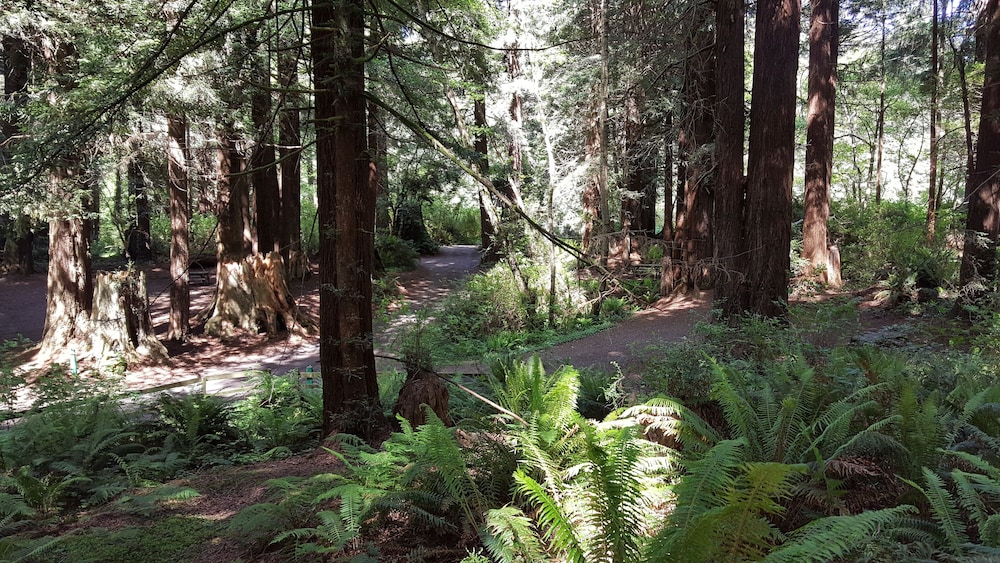 Emerald Forest Cabins - photo 149