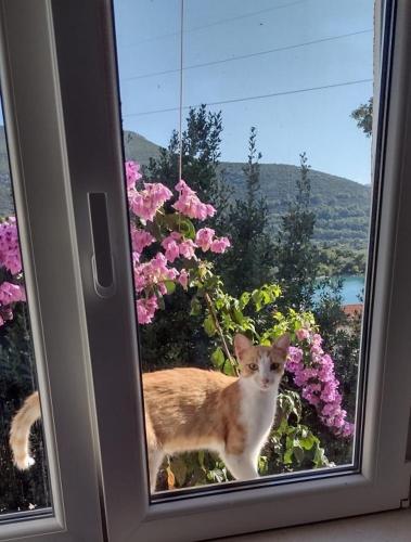 Dubravka 3 — 4-Star Luxury Hotel in Luka, Croatia