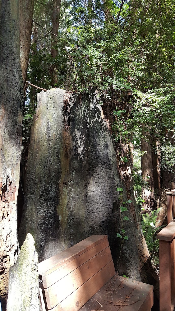 Emerald Forest Cabins - photo 156