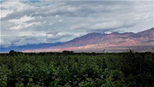 Hotel Real Cafayate — Cafayate — photo 5