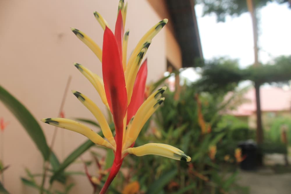 Chenang Inn — Kuah — photo 5