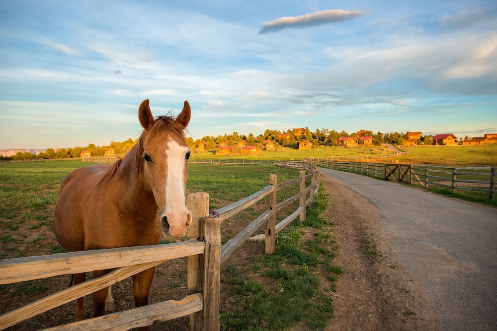 Zion Mountain Ranch - photo 44