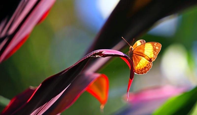 Eden House Retreat — Yungaburra — photo 4