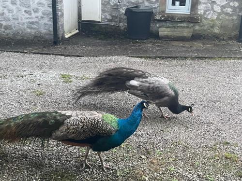 The Forge — Bakewell — photo 3