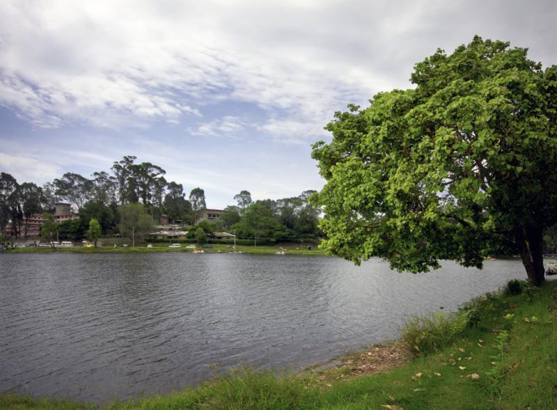 The Fern Creek in Kodaikanal, India