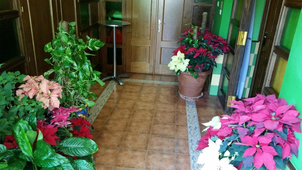 Hidalgo — Alcaudete — photo 4