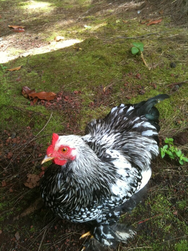 Enchanted Gardens - photo 20