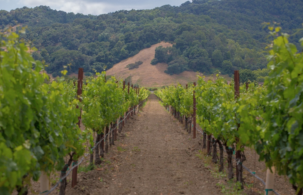 The Setting Inn Napa Valley - photo 82