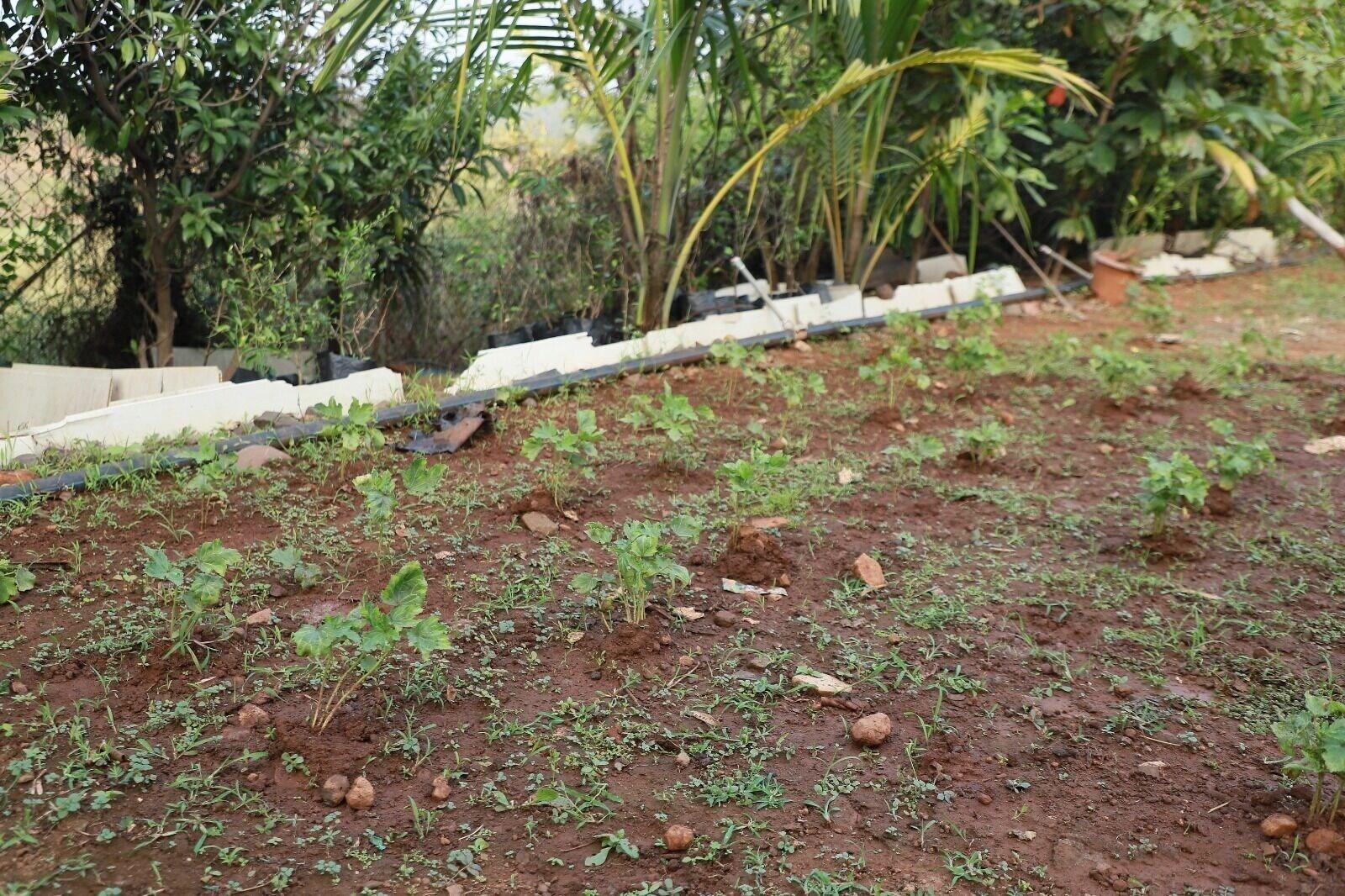 Rio Forest Resort in Karjat, India