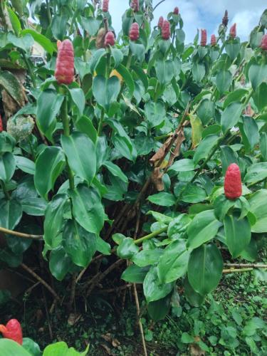 Kan’dlo in Le Morne-Rouge, Martinique