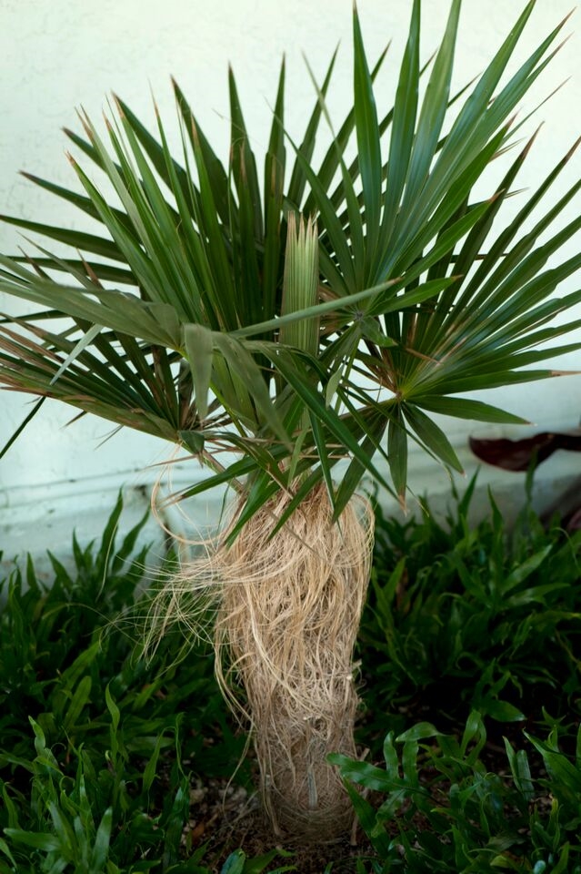 Coconut Palm Inn - photo 9