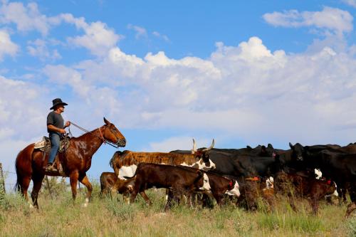 Canyon Of The Ancients Guest Ranch - photo 46