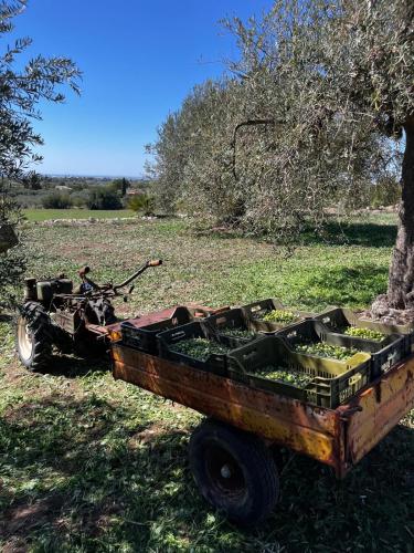 La Bella Vita Agriturismo — Chiaramonte Gulfi — photo 4
