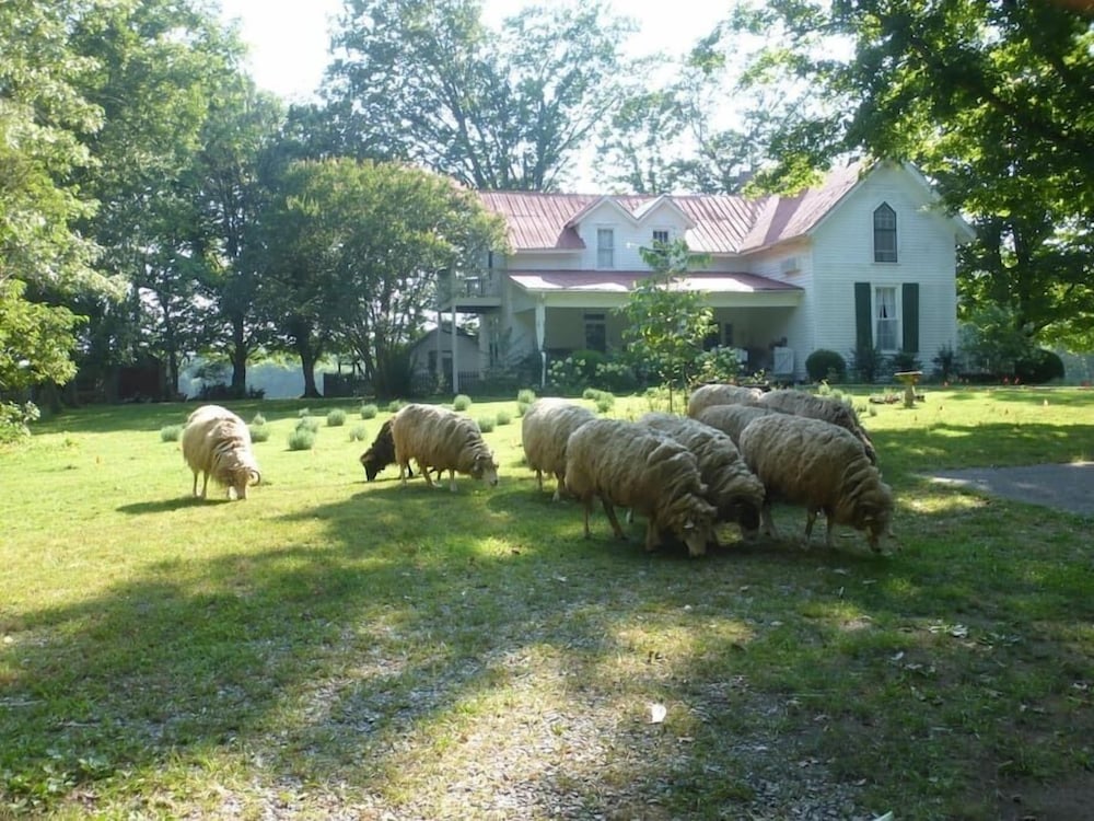 Mulberry Lavender Farm and B&B - photo 2