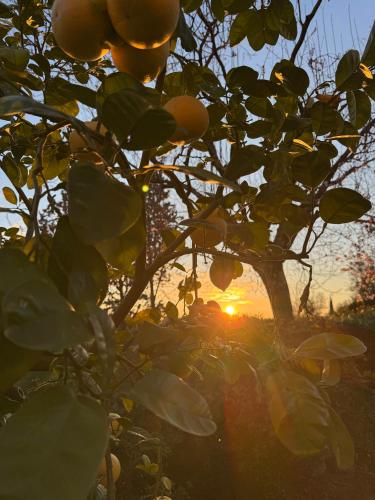La Limonaia di Vanna — Impruneta — photo 2