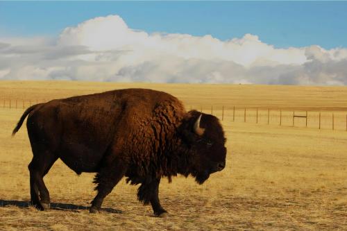 Western Heritage Inn of Bozeman - photo 21