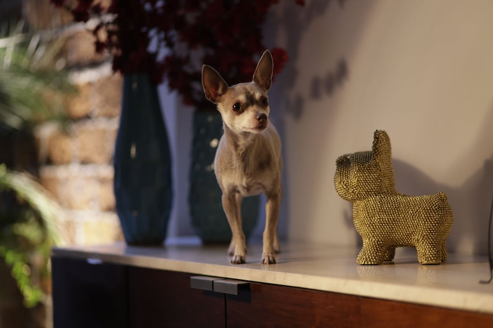 Pet-friendly