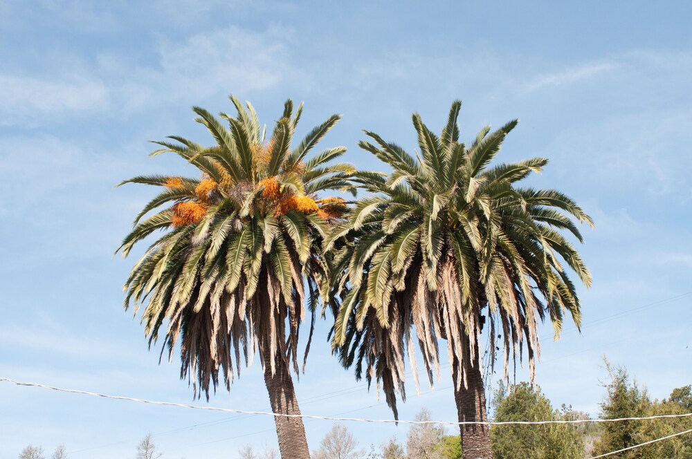 Cambria Palms Motel - photo 24