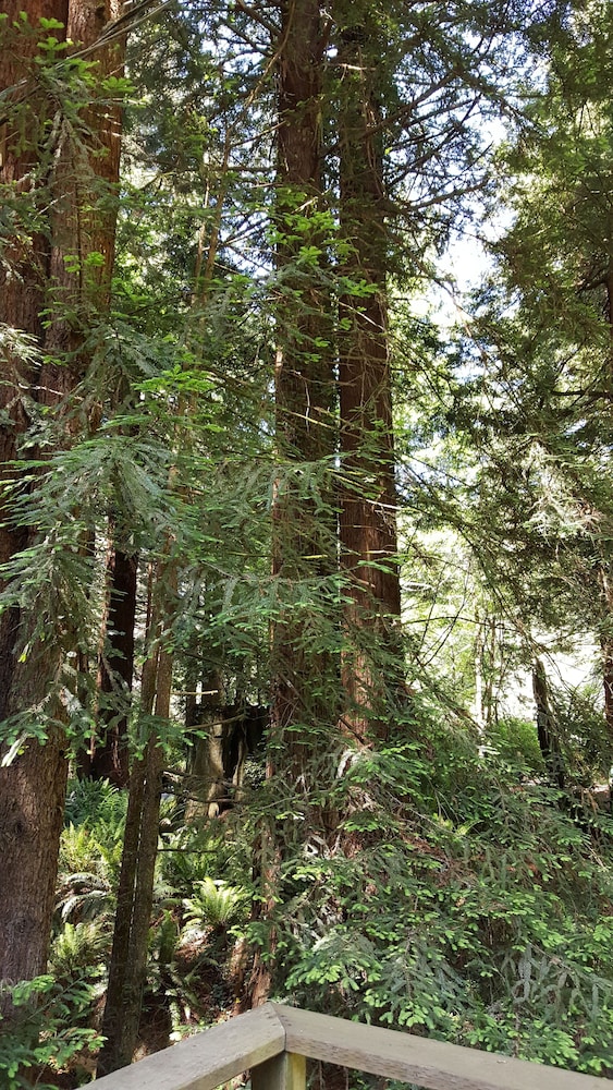 Emerald Forest Cabins - photo 150