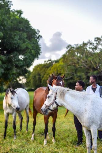 Galloping Adventures in Malindi, Kenya