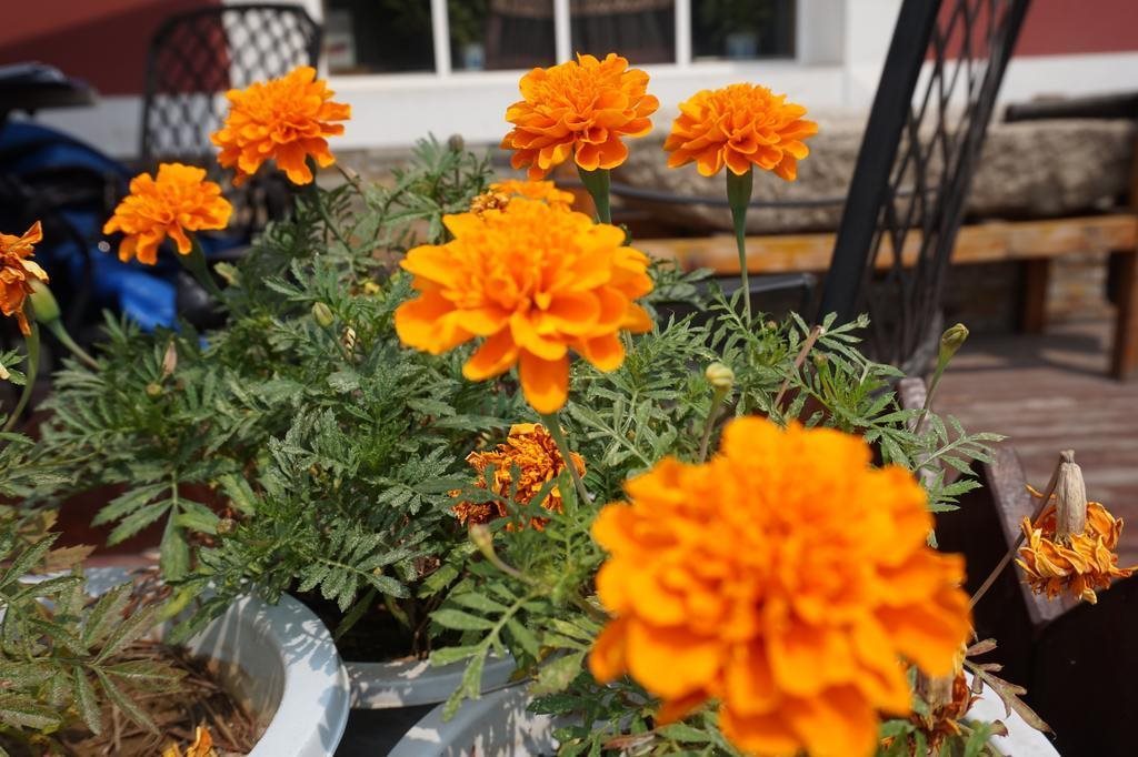 Taian Lijing Cherry Hotel in Tai'an, People's Republic of China