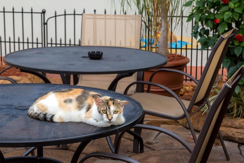Richard's Pet Friendly Motel - photo 27