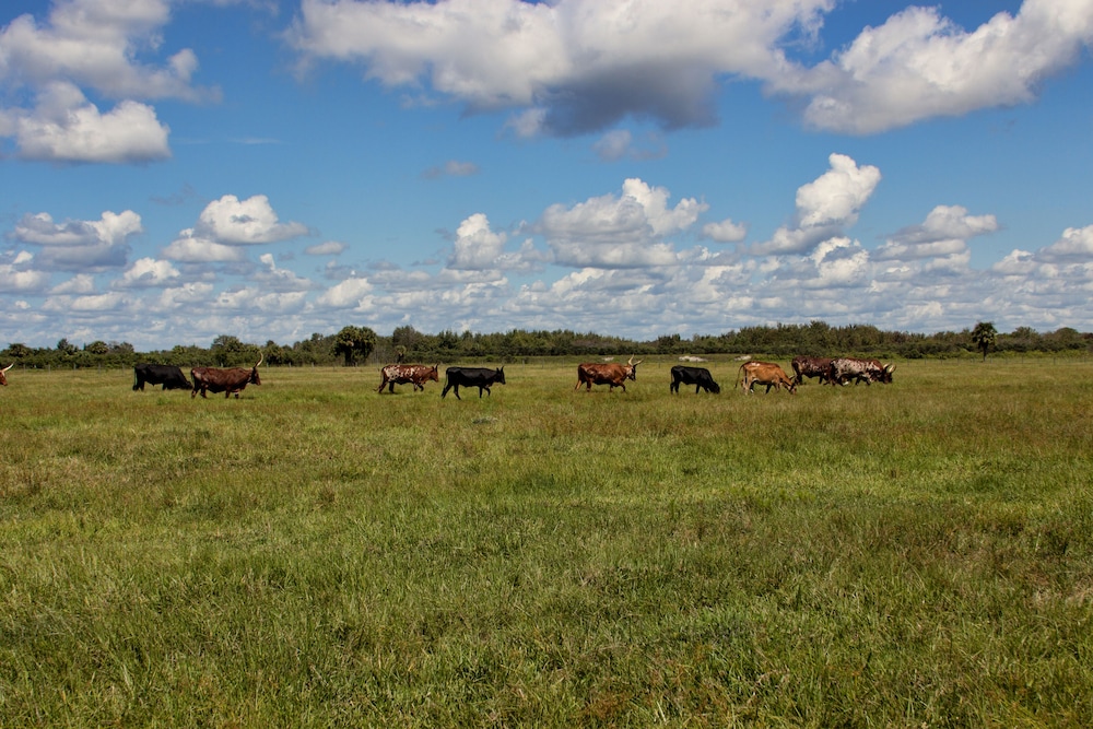 Westgate River Ranch Resort & Rodeo - photo 183