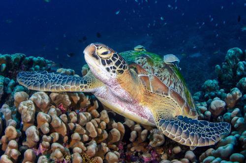 Meno Turtle Bungalows — Unknown City — photo 4