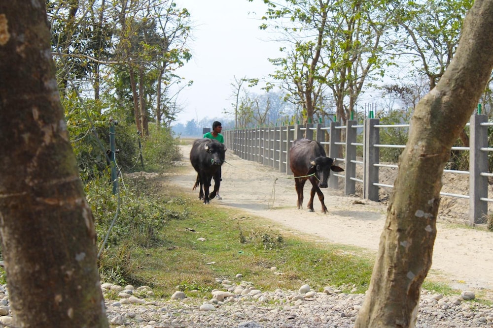Anjali’s Dolphins Resort — Bardiya — photo 3