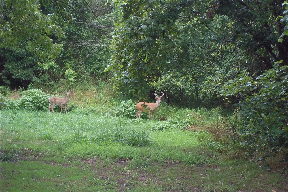 Golden Arrow Resort - photo 21