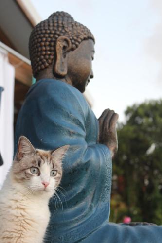 Buddha Bleu in Sainte-Luce, Martinique