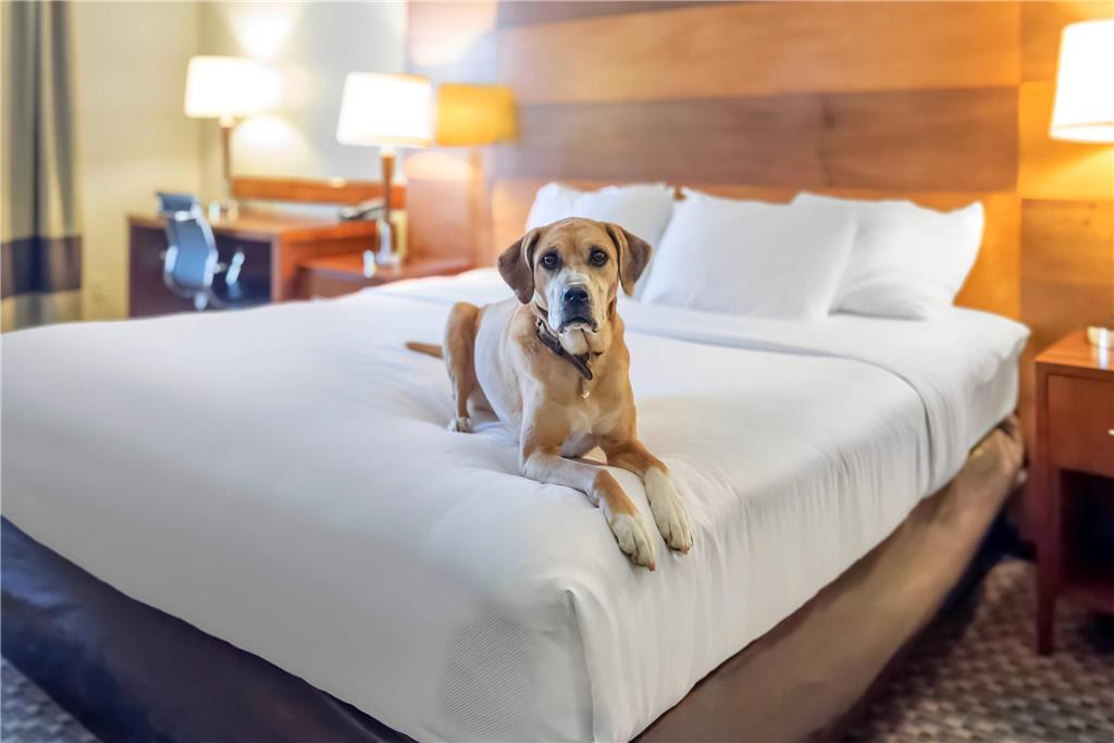 Comfort Inn & Suites Durango - photo 26