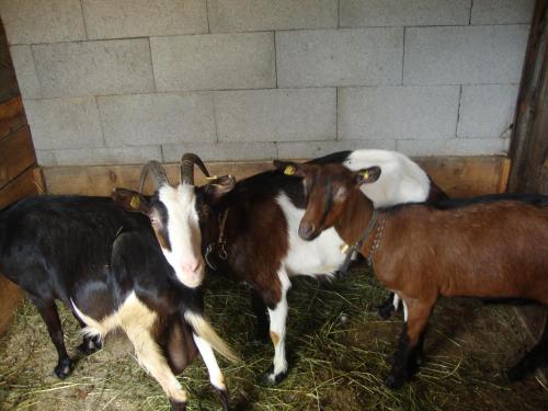 Hanselishof in Matrei In Osttirol, Austria
