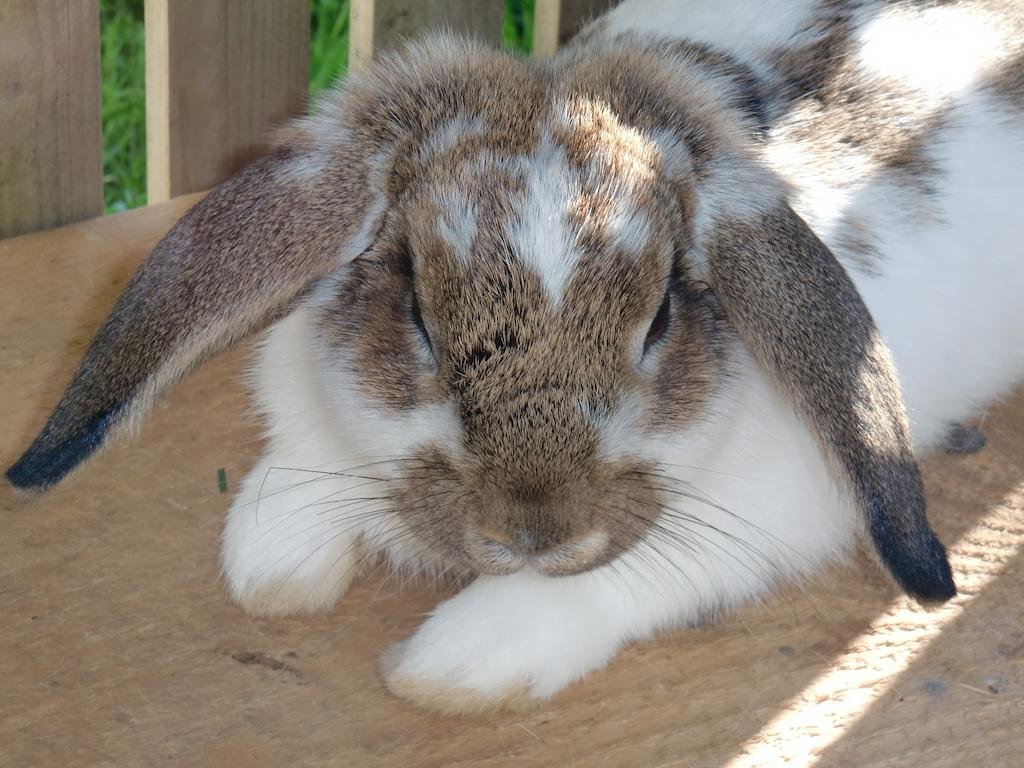 Tischlergut in Leogang, Austria