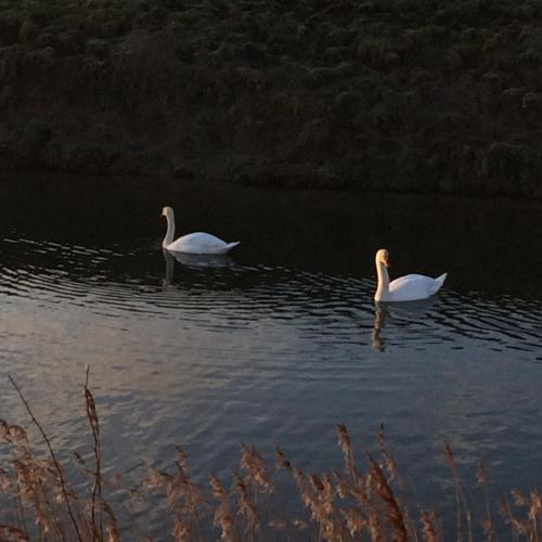 d’Ouwe stal — Axel — photo 3
