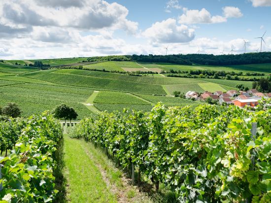 Weingut Ellernhof Landhotel — Alzey — photo 4